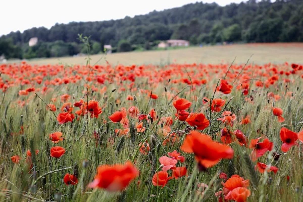 La Vraie Signification Spirituelle du Coquelicot & Ses 8 Interprétations 2