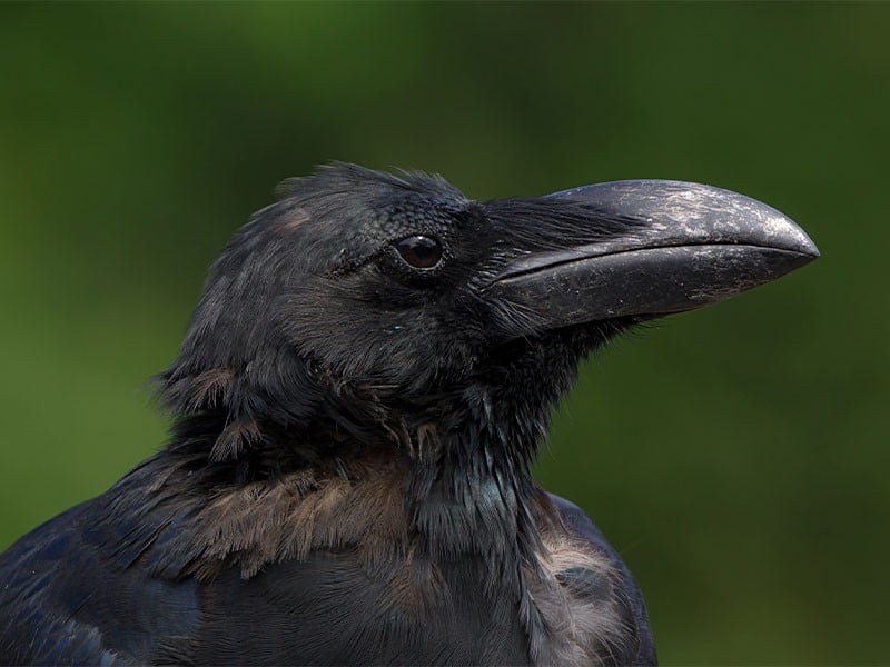 Voir un Corbeau : Découvrez la Signification Spirituelle & Interprétations Possibles ! 2