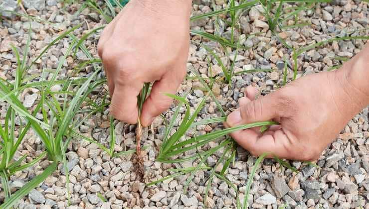 Le Potentiel Insoupçonné des Mauvaises Herbes: Le Cas du Pourpier 2