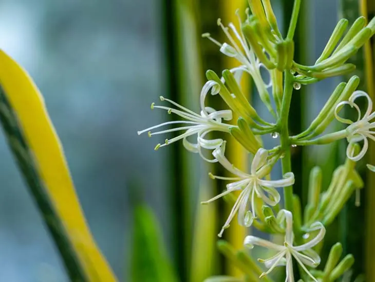 10 Astuces Infaillibles pour Faire Fleurir votre Langue de Belle-Mère 3