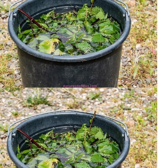 Macérât d'ortie: La recette du super-engrais naturel et pesticide DIY! 2