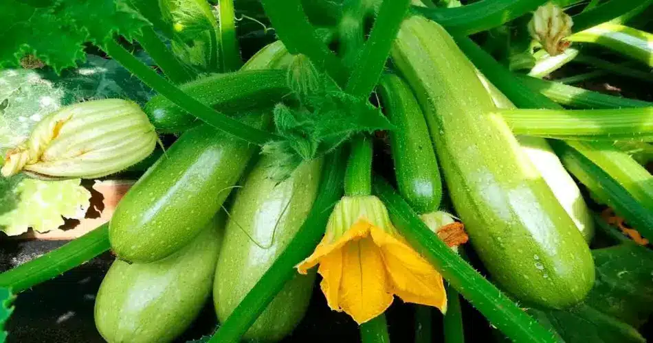 7 astuces pour faire pousser des courgettes ! 2