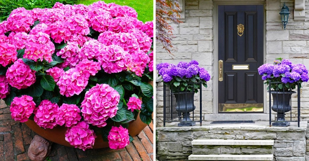 Hortensias : Le guide ultime pour une floraison exceptionnelle 6