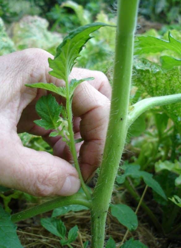 16 Astuces pour réussir la culture des tomates 1