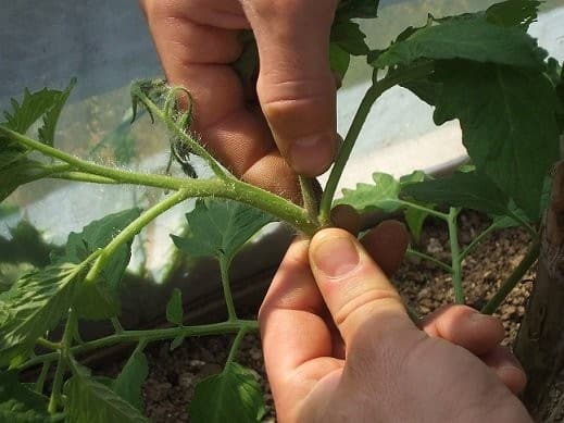 16 Astuces pour réussir la culture des tomates 2