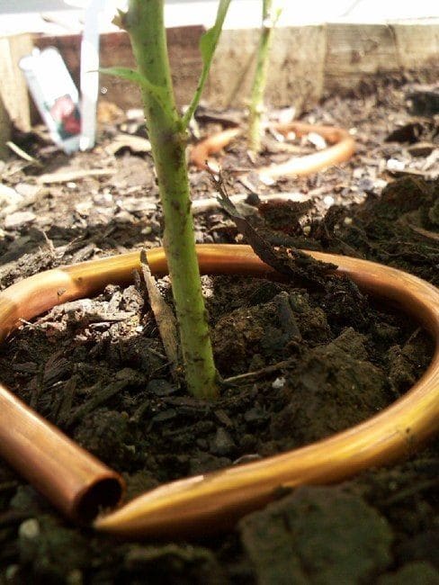 16 Astuces pour réussir la culture des tomates 4