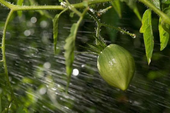 16 Astuces pour réussir la culture des tomates 9