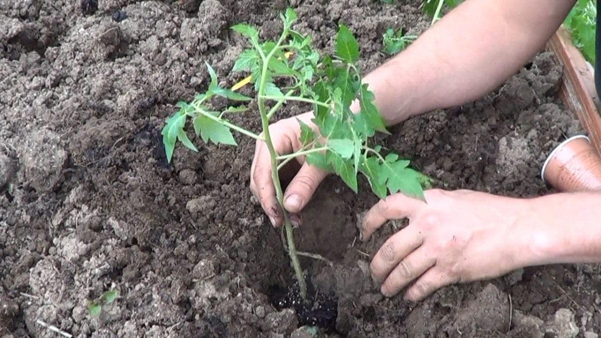 16 Astuces pour réussir la culture des tomates 12