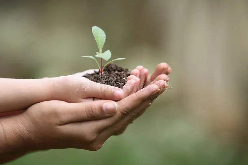 Gingembre Maison : La Voie Vers une Source Inépuisable de Bienfaits 5