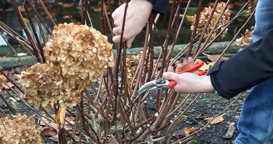 Floraison éblouissante : Secrets de l'entretien hivernal des hortensias 2