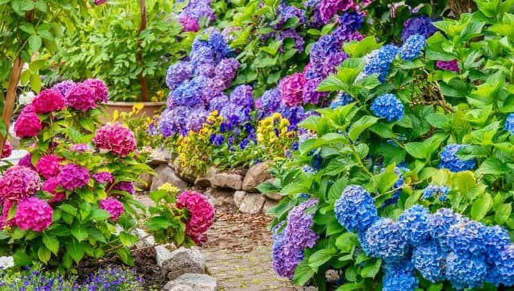 Floraison éblouissante : Secrets de l'entretien hivernal des hortensias 3