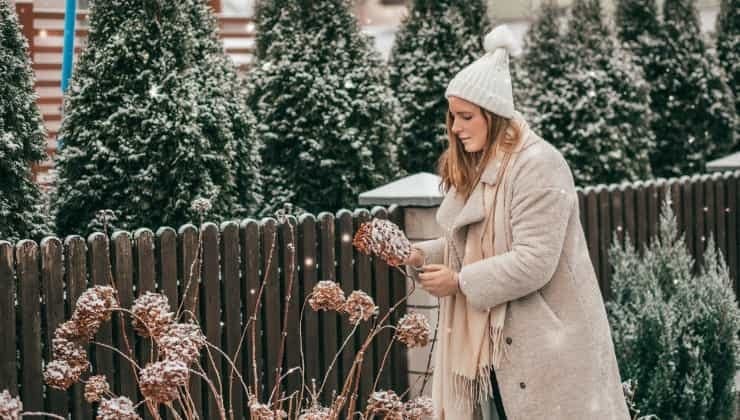 Floraison éblouissante : Secrets de l'entretien hivernal des hortensias 4