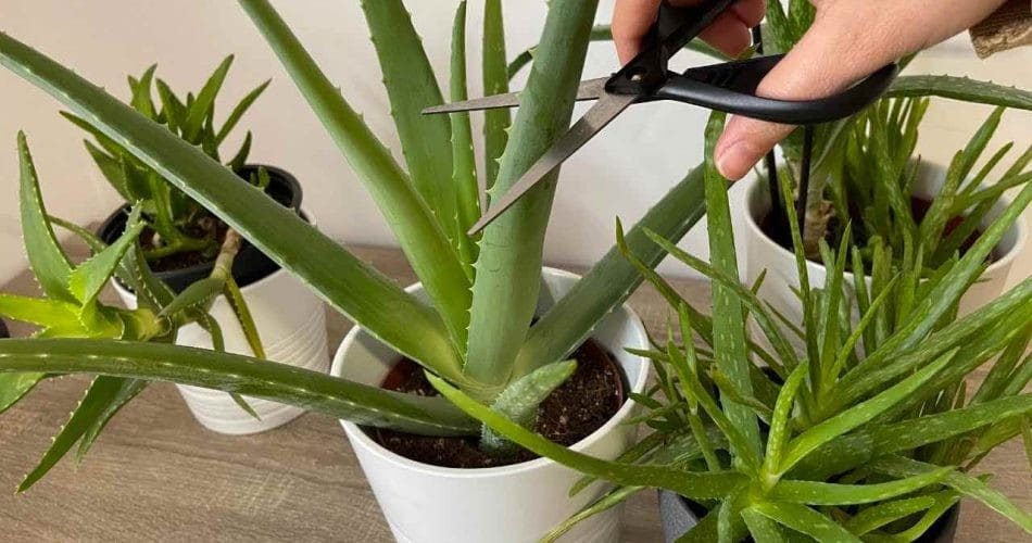 Aloe Vera : Vos erreurs de culture à éviter et mes conseils personnels 2