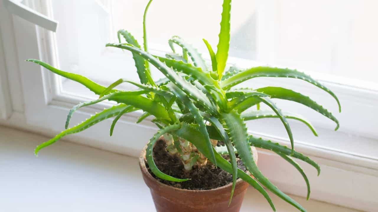 Aloe Vera : Vos erreurs de culture à éviter et mes conseils personnels 3