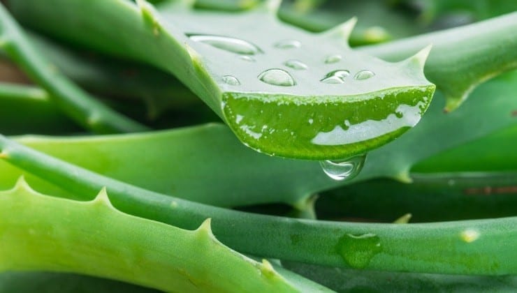 Aloe Vera : Vos erreurs de culture à éviter et mes conseils personnels 4