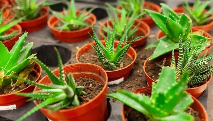 Aloe Vera : Vos erreurs de culture à éviter et mes conseils personnels 5