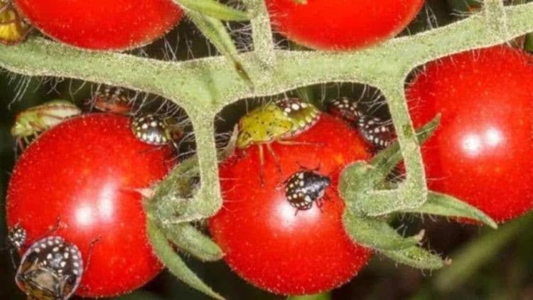 Fini les punaises de lit dans le jardin, sans utiliser d’insecticides chimiques : Comment vous en débarrasser immédiatement 2