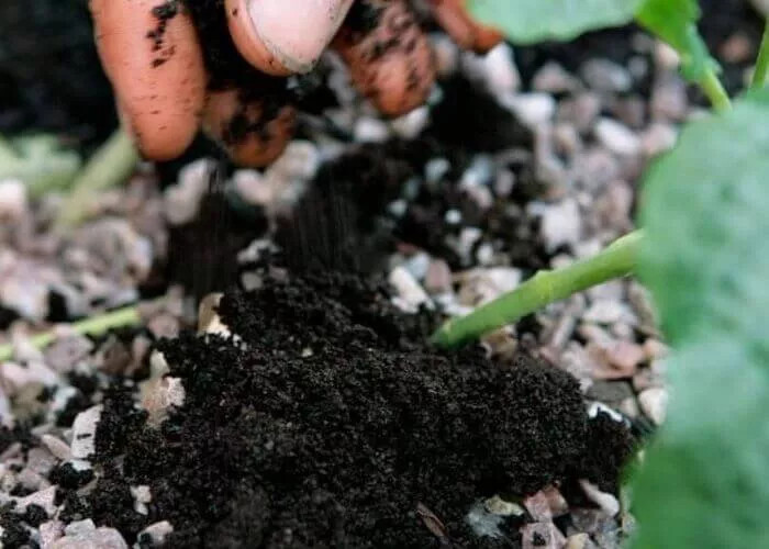 La magie d'une simple cuillère à café : une floraison miraculeuse dans l'orchidée 4