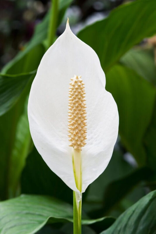 Les 10 Meilleures Plantes pour Oxygéner Votre Maison et Éliminer les Mauvaises Odeurs 2