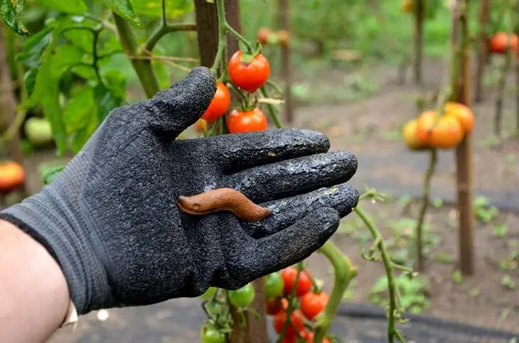 Lutte Écologique : Comment Éliminer les Limaces & Escargots du Jardin ? 4