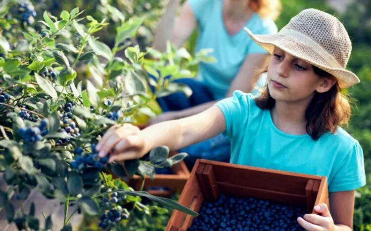 Maîtrisez l'art de la culture des myrtilles : Les étapes essentielles pour un entretien réussi 4