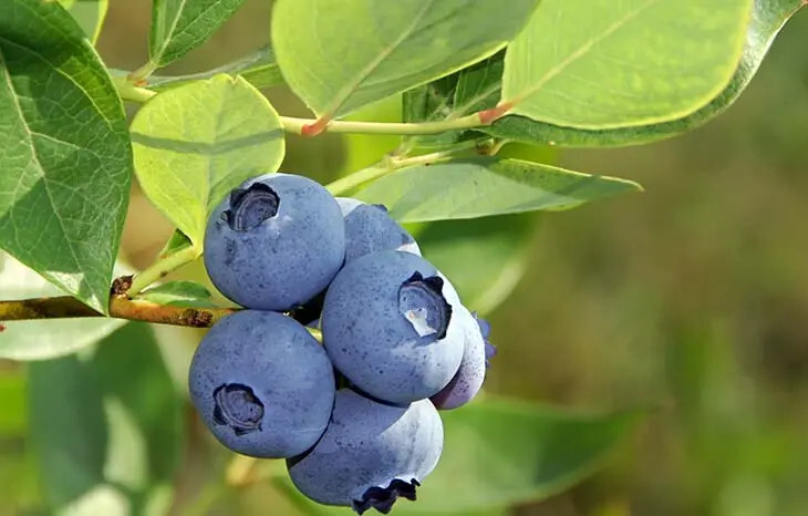 Récoltez l'Éclat Bleu : Cultiver des Myrtilles dans Votre Jardin en Toute Simplicité 2