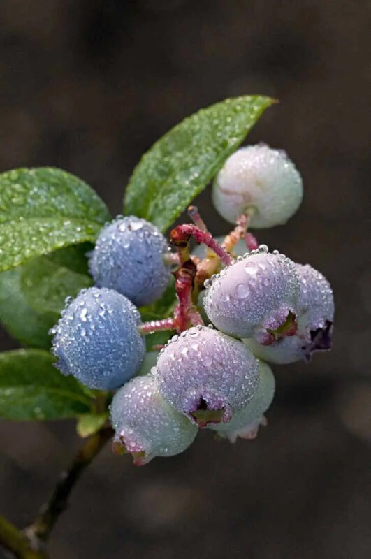 Récoltez l'Éclat Bleu : Cultiver des Myrtilles dans Votre Jardin en Toute Simplicité 4