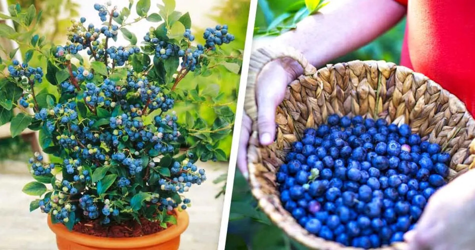 Récoltez l'Éclat Bleu : Cultiver des Myrtilles dans Votre Jardin en Toute Simplicité 1