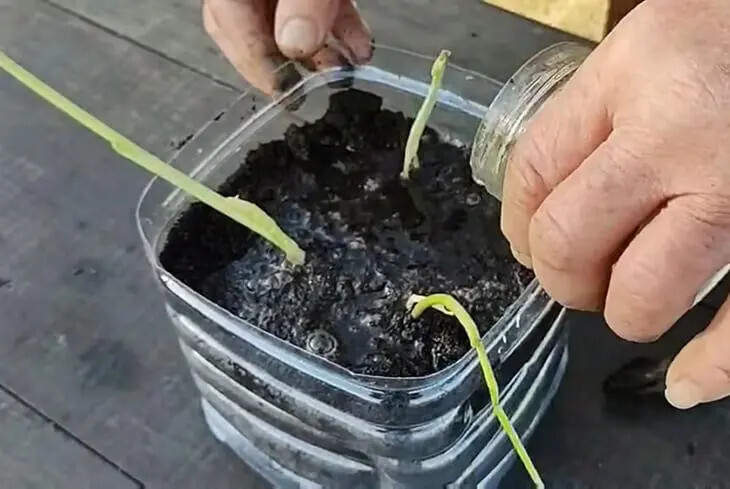 N'achetez plus votre ail en magasin : Découvrez les Secrets de Mon Jardinier pour Cultiver de l'Ail en Abondance 5