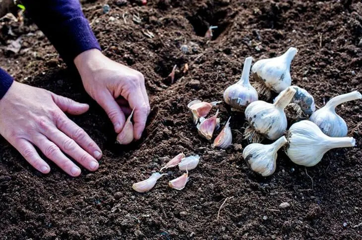 N'achetez plus votre ail en magasin : Découvrez les Secrets de Mon Jardinier pour Cultiver de l'Ail en Abondance 6