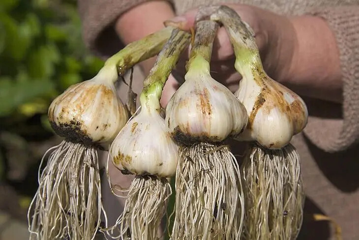 N'achetez plus votre ail en magasin : Découvrez les Secrets de Mon Jardinier pour Cultiver de l'Ail en Abondance 7