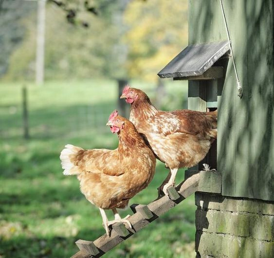 4 Astuces ultimes pour traiter les poux de poule 2