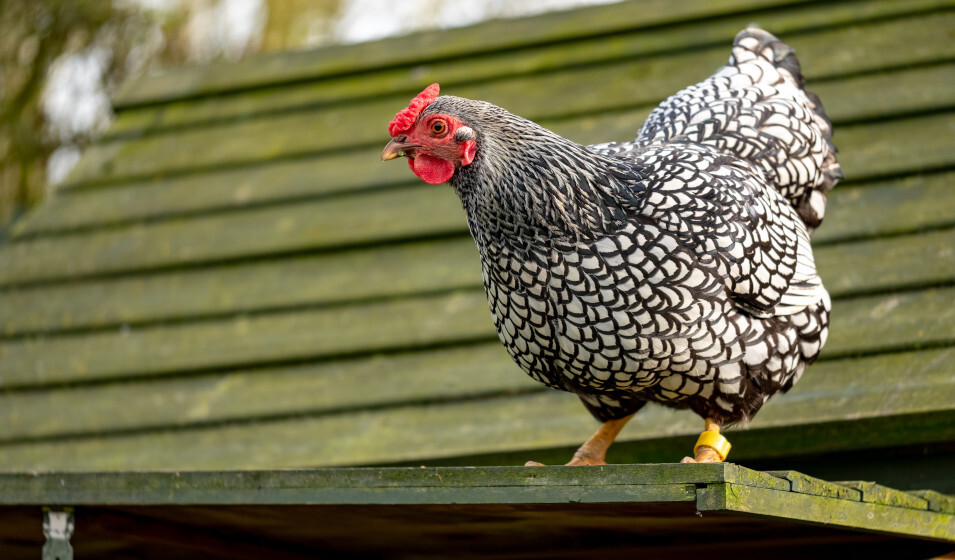 4 Astuces ultimes pour traiter les poux de poule 4