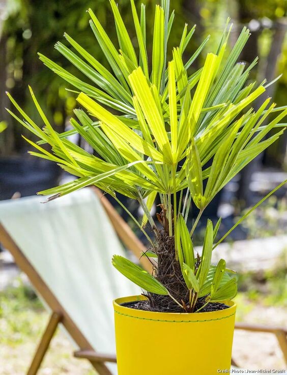 7 petits palmiers à planter partout en France 2