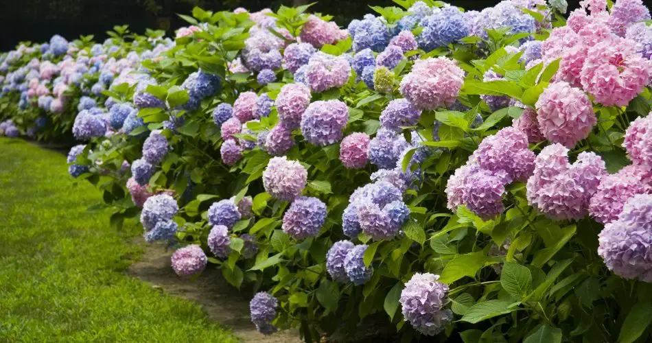 Comment préparer le jardin au printemps : les 5 opérations à réaliser 2