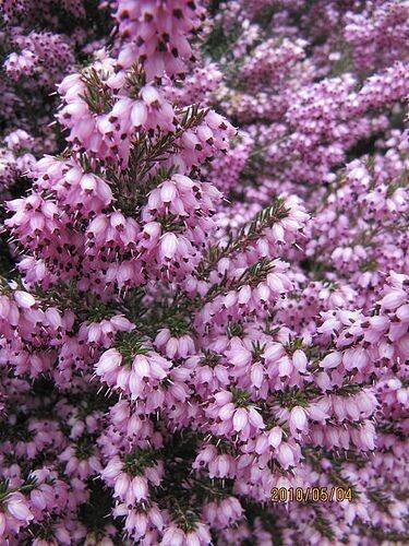 Top 20 des arbustes pour une haie fleurie toute l'année 10