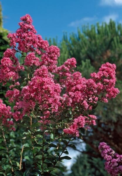 Top 20 des arbustes pour une haie fleurie toute l'année 7