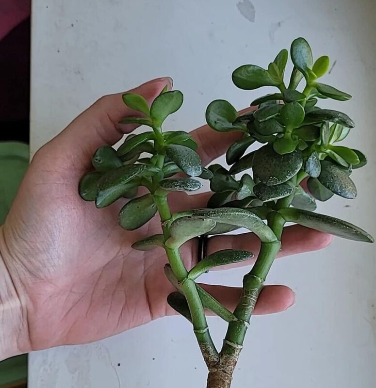 Arbre de jade : comment prendre soin de l'arbre porte-bonheur qui attire l'argent et la richesse 1